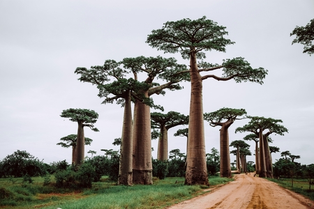Madagascar.jpg